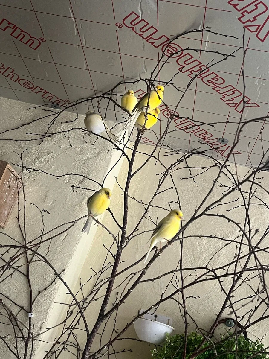 Canarys - Image 3