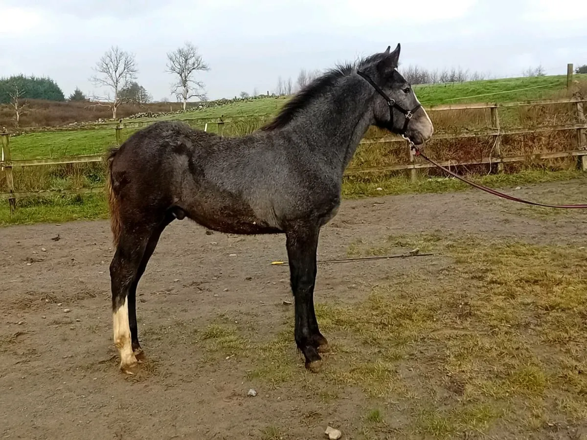 Irish draught colt foal - Image 1