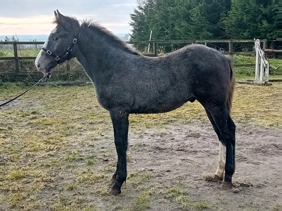 Irish draught colt foal - Image 2