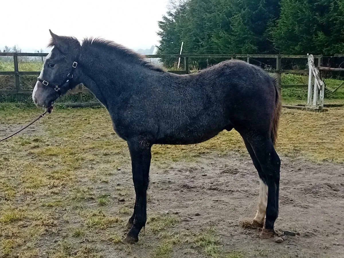 Irish draught colt foal - Image 3