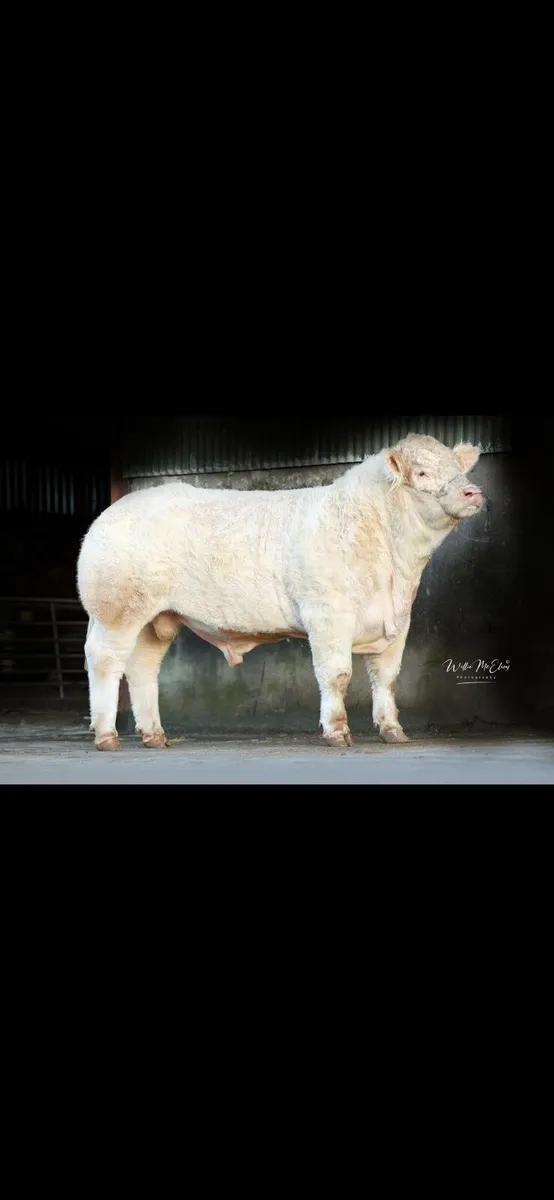 2 Pedigree Charolais Bulls For Sale - Image 3