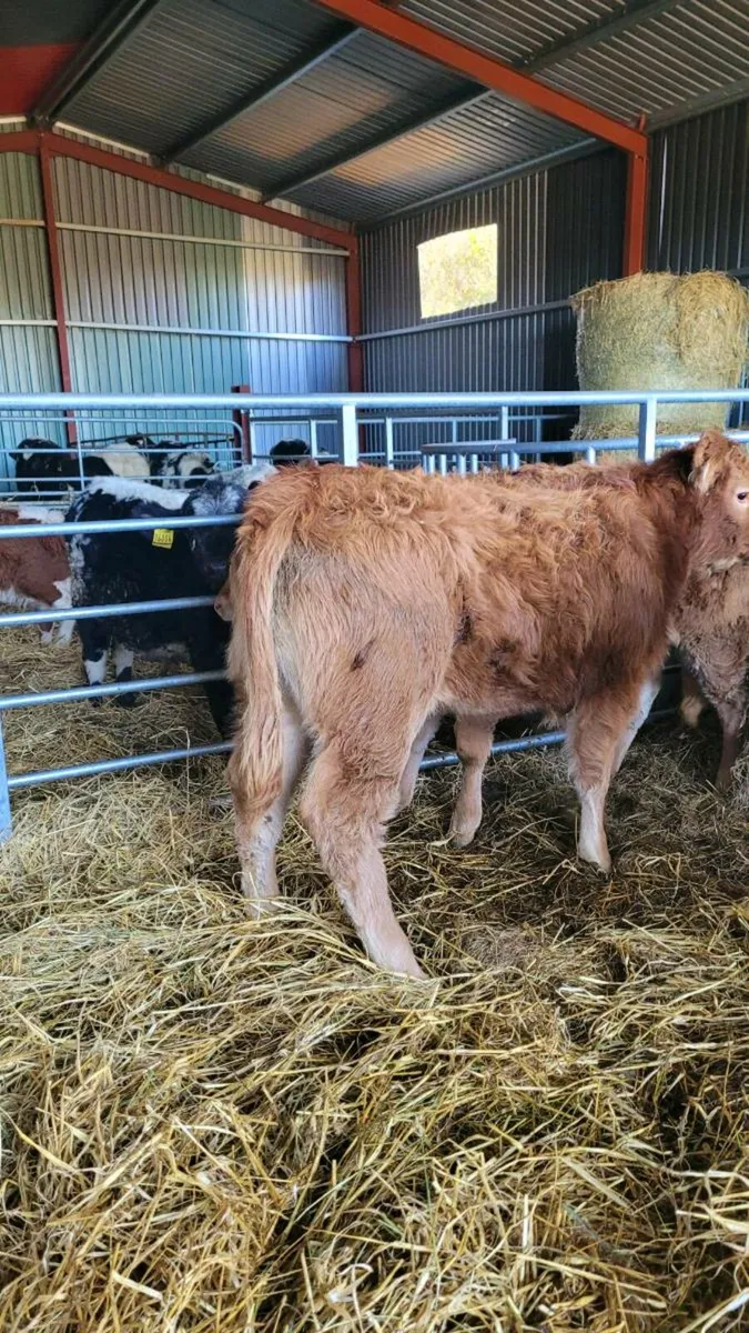 Suckler bred lim heifers - Image 1