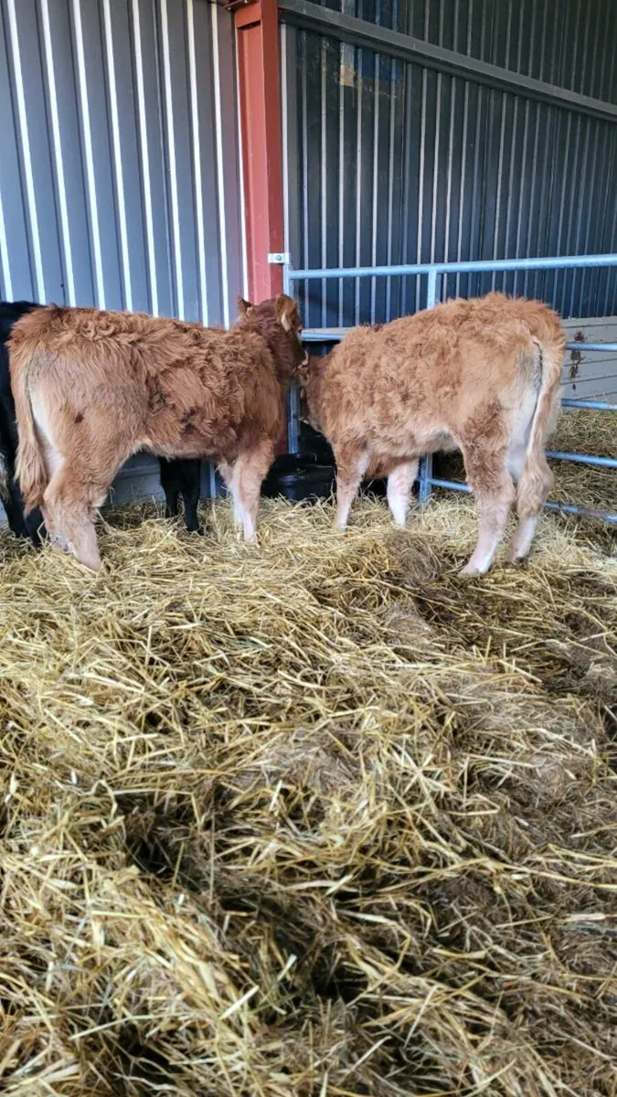 Suckler bred lim heifers - Image 2