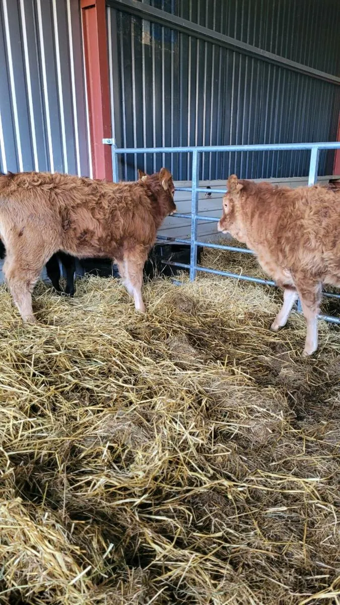 Suckler bred lim heifers - Image 3