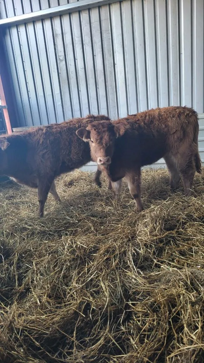 Suckler bred lim heifers - Image 4
