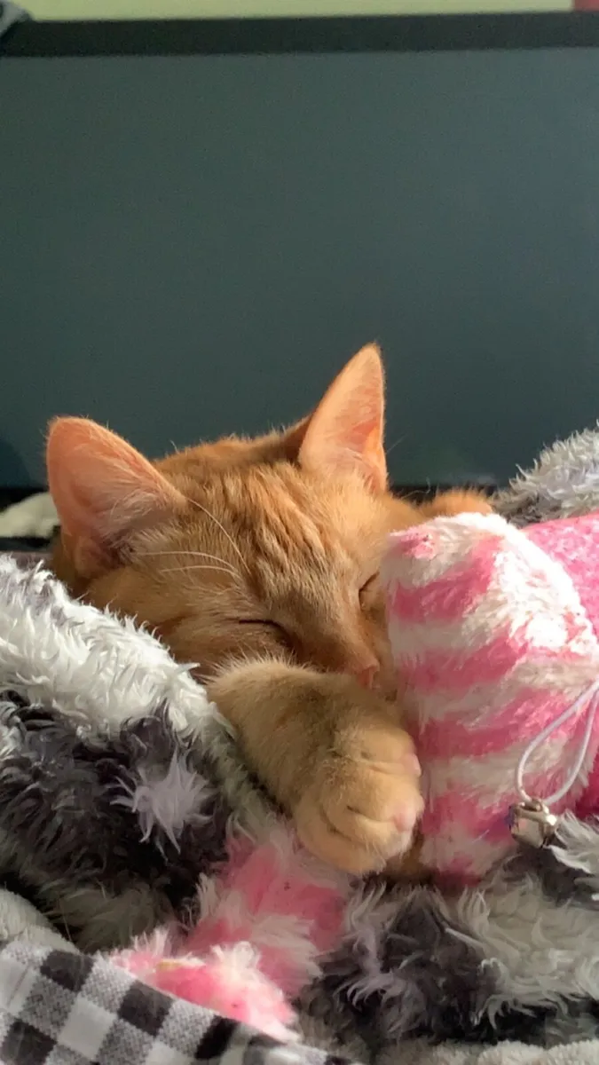 Cat in need of rehoming - Image 2