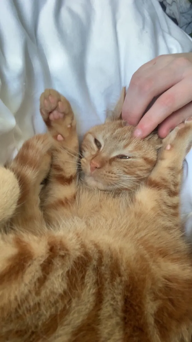 Cat in need of rehoming - Image 1