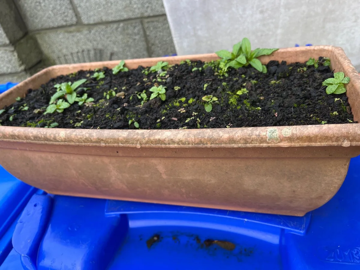 Items for garden - Image 1