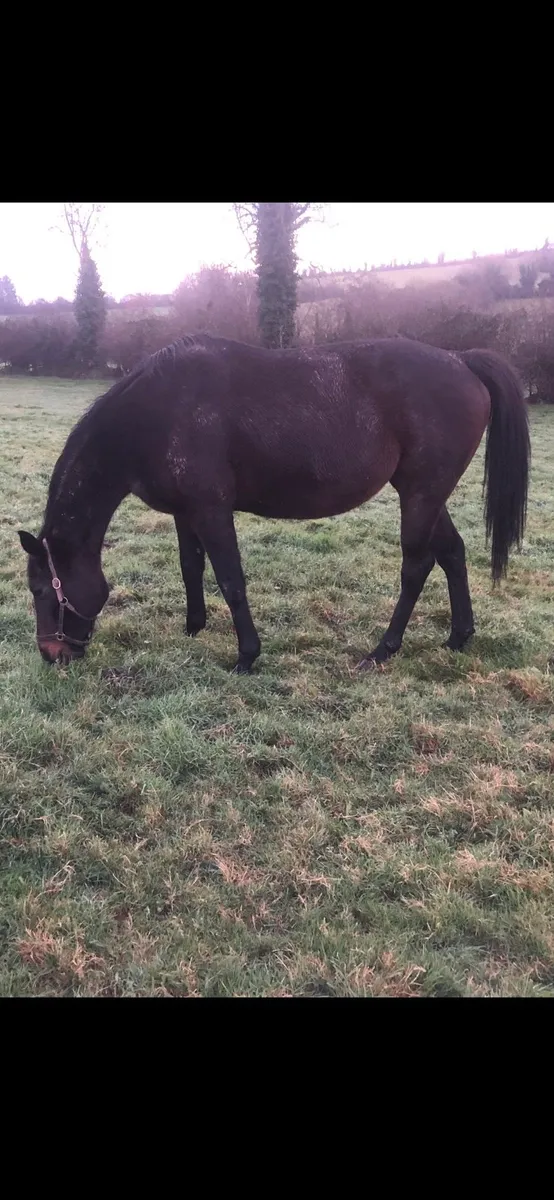 Broodmares in foal - Image 1