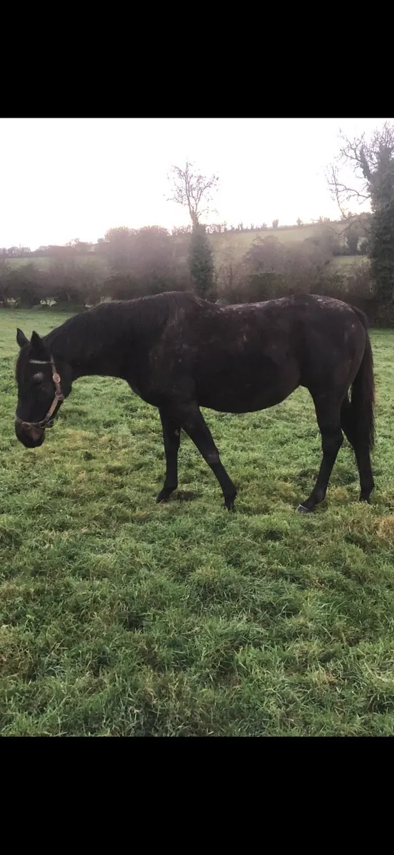 Broodmares in foal - Image 3