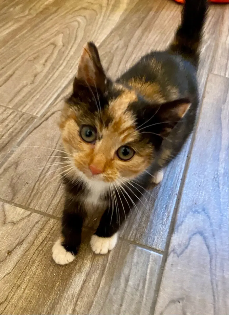 Female kittens - Image 4