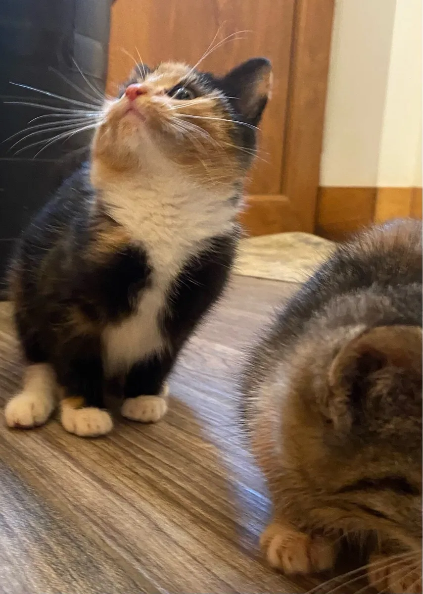 Female kittens - Image 2