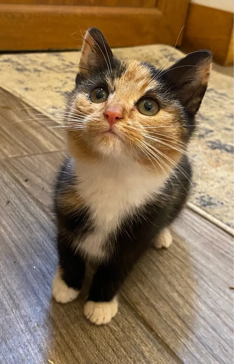 Female kittens - Image 3