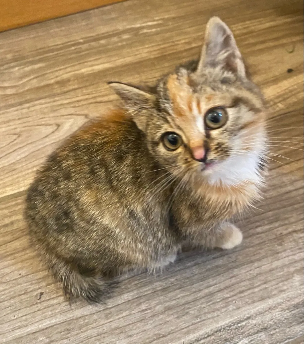 Female kittens - Image 1