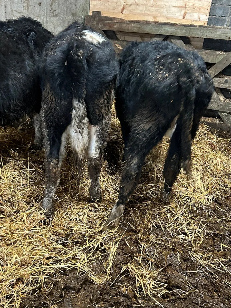 3 whitehead heifers - Image 1
