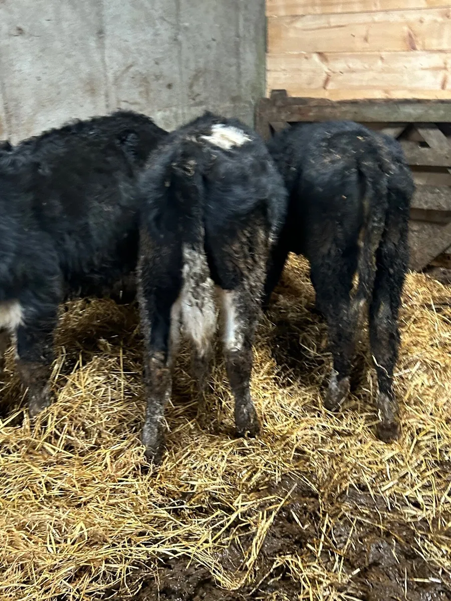 3 whitehead heifers - Image 2