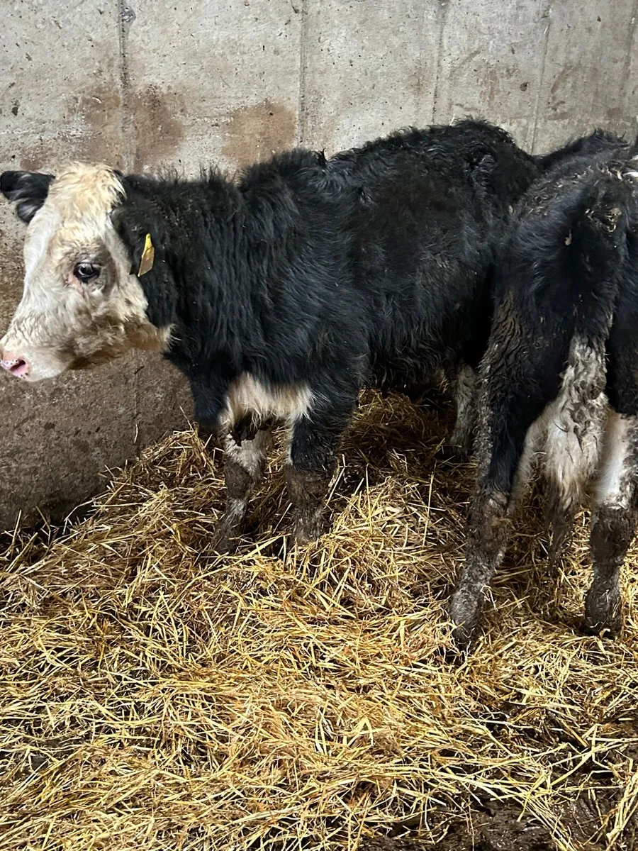 3 whitehead heifers - Image 3