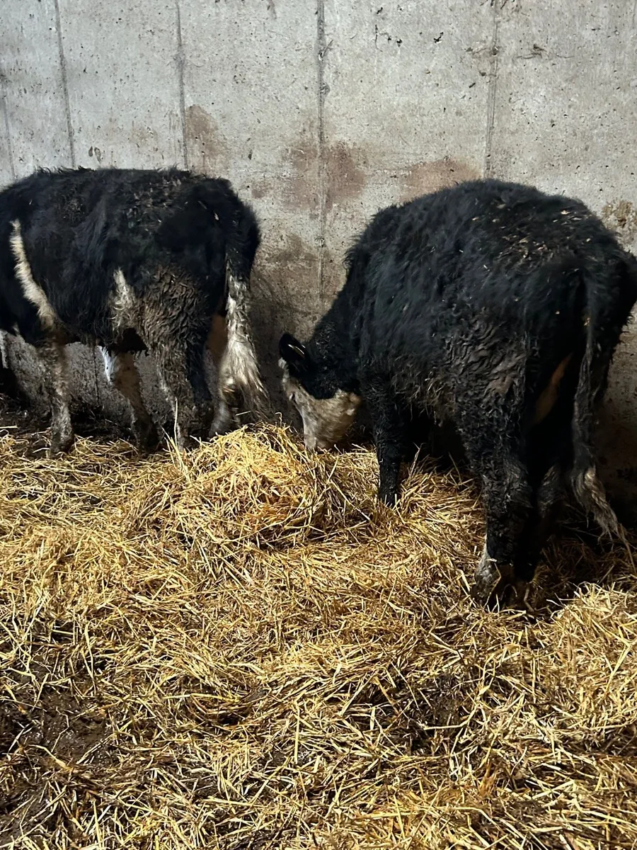 3 whitehead heifers - Image 4