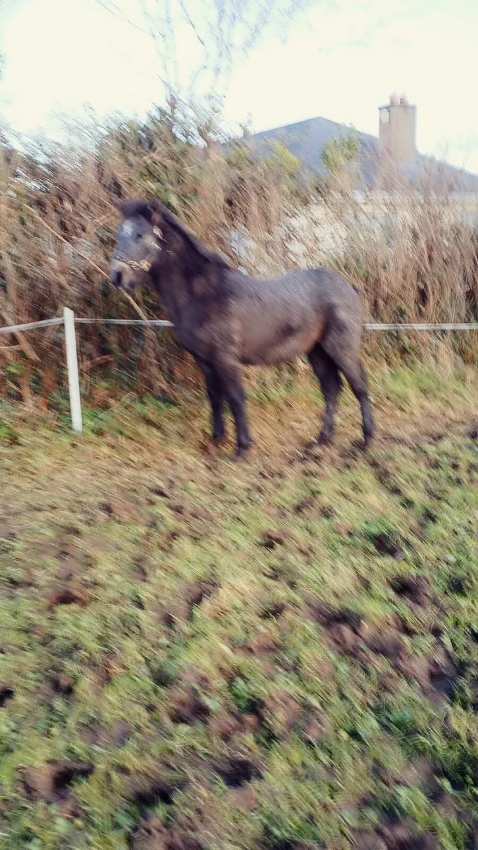 Connemara Foal - Image 1