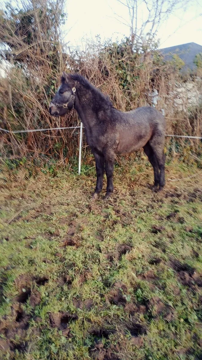 Connemara Foal - Image 2