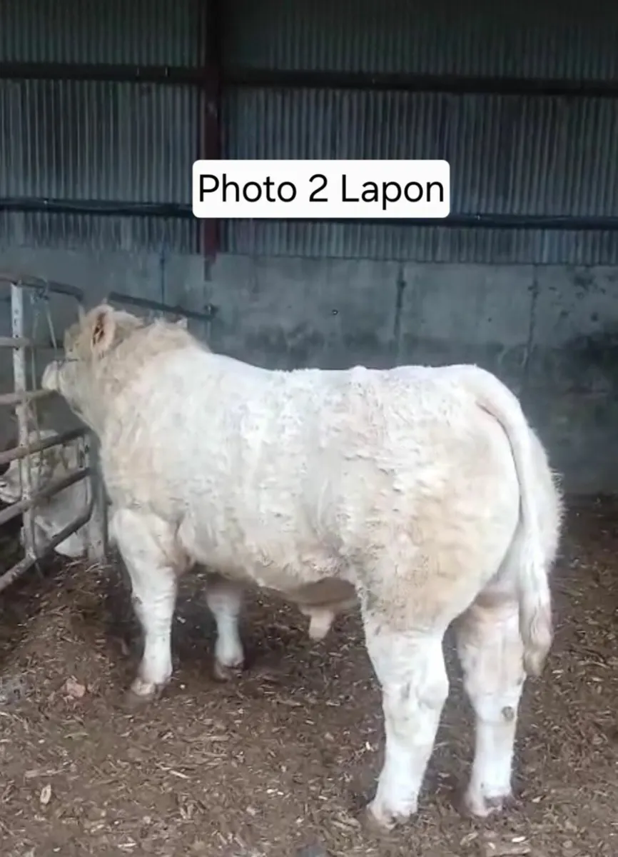 2 Pedigree Charolais Bulls For Sale - Image 4