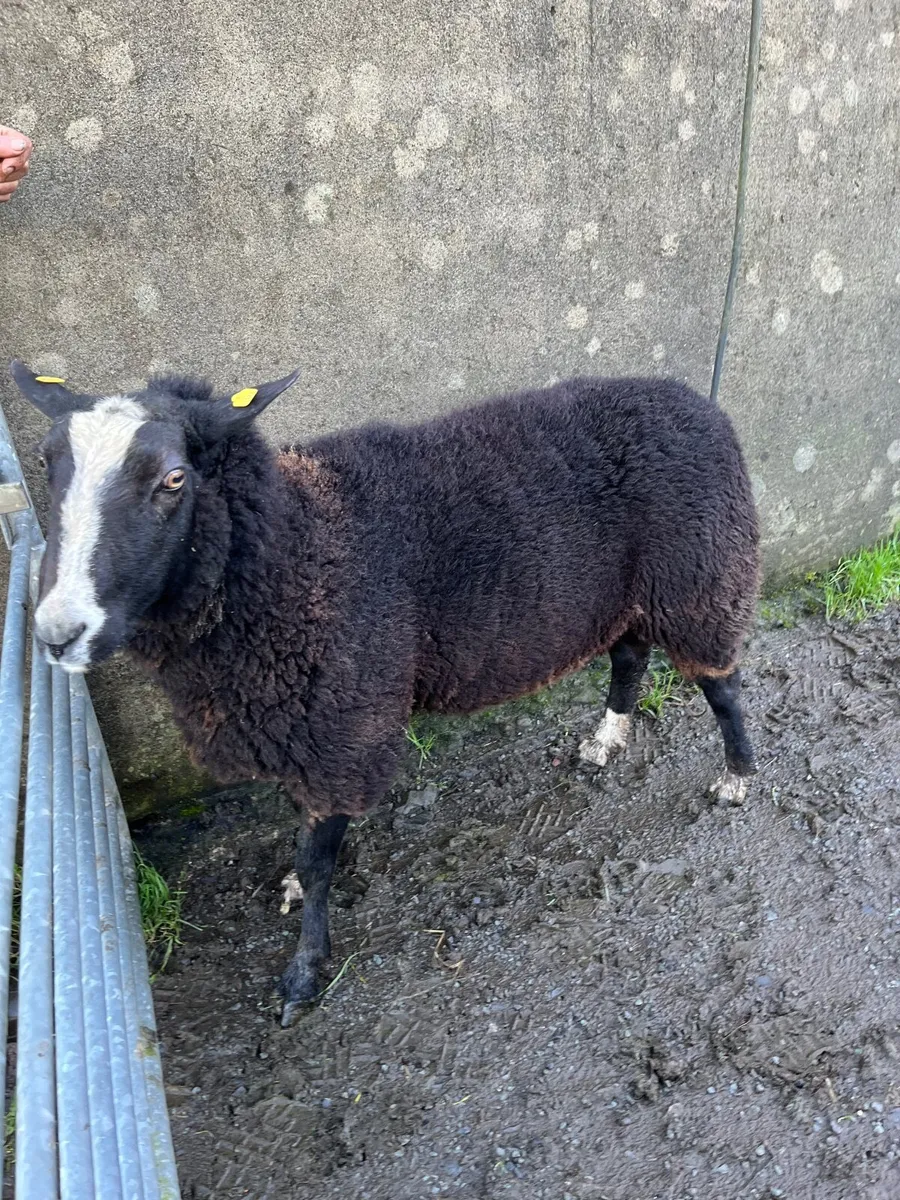 pure bred ram - Image 1