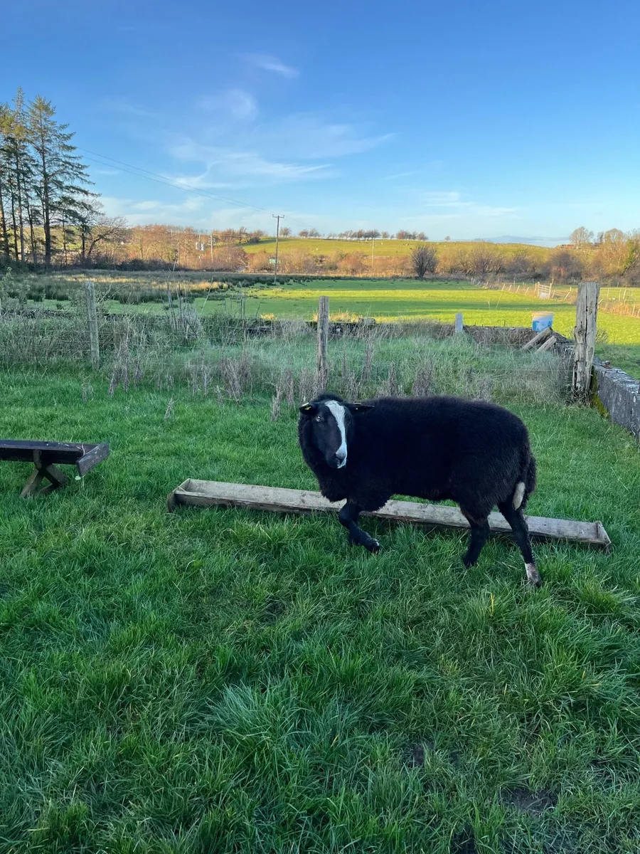 pure bred ram - Image 2