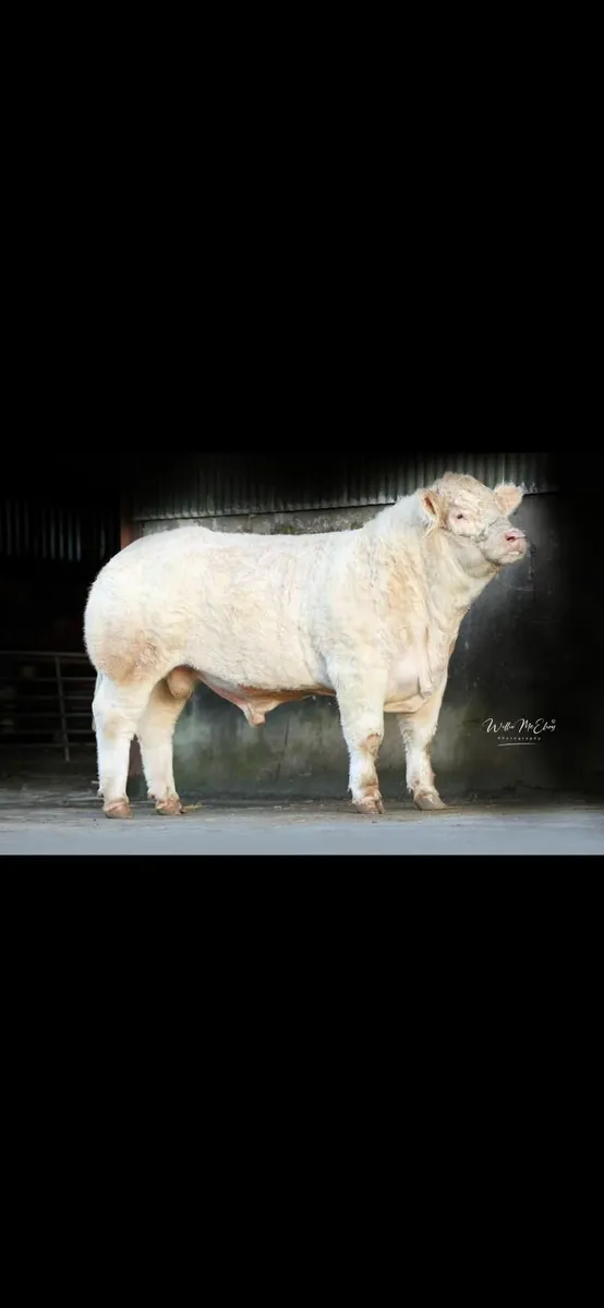 2 Pedigree Charolais Bulls For Sale - Image 1