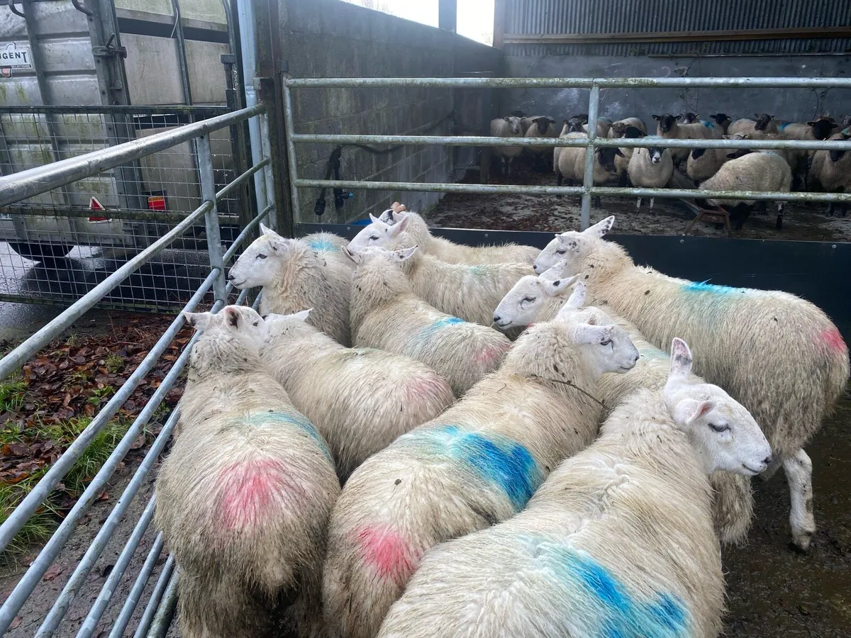Ewe lambs - Image 1