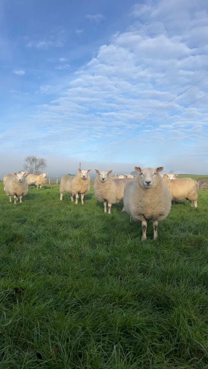 Ewe Lambs - Image 1