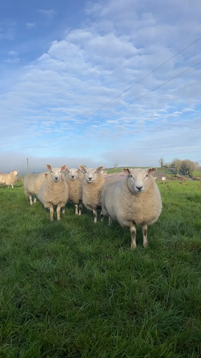 Ewe Lambs - Image 2