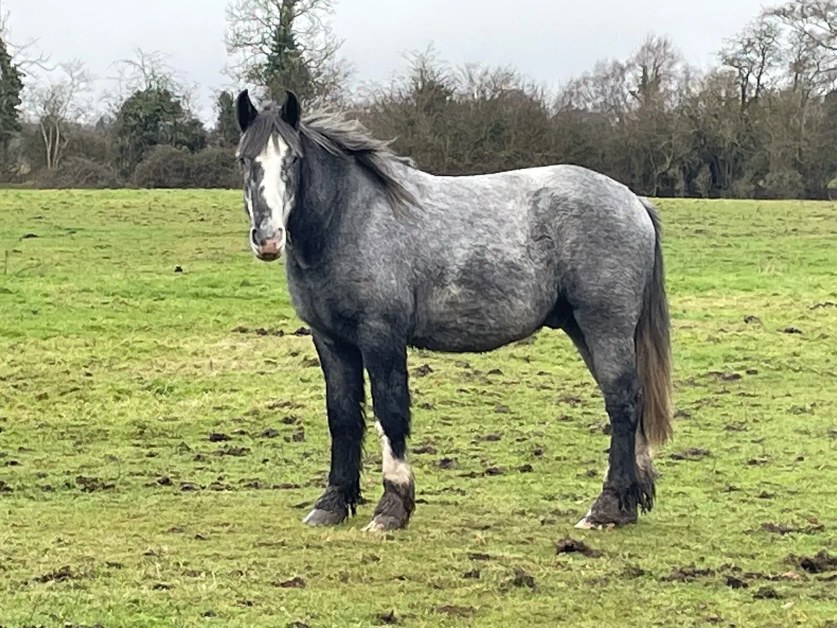 Weight carrier Cob rising 4 - Image 1