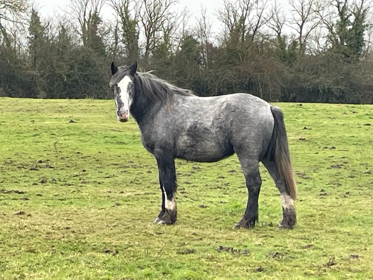 Weight carrier Cob rising 4 - Image 2