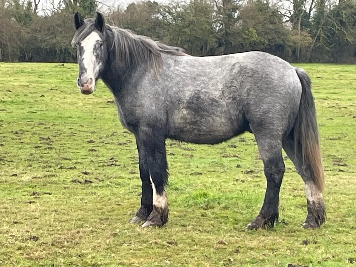 Weight carrier Cob rising 4 - Image 4