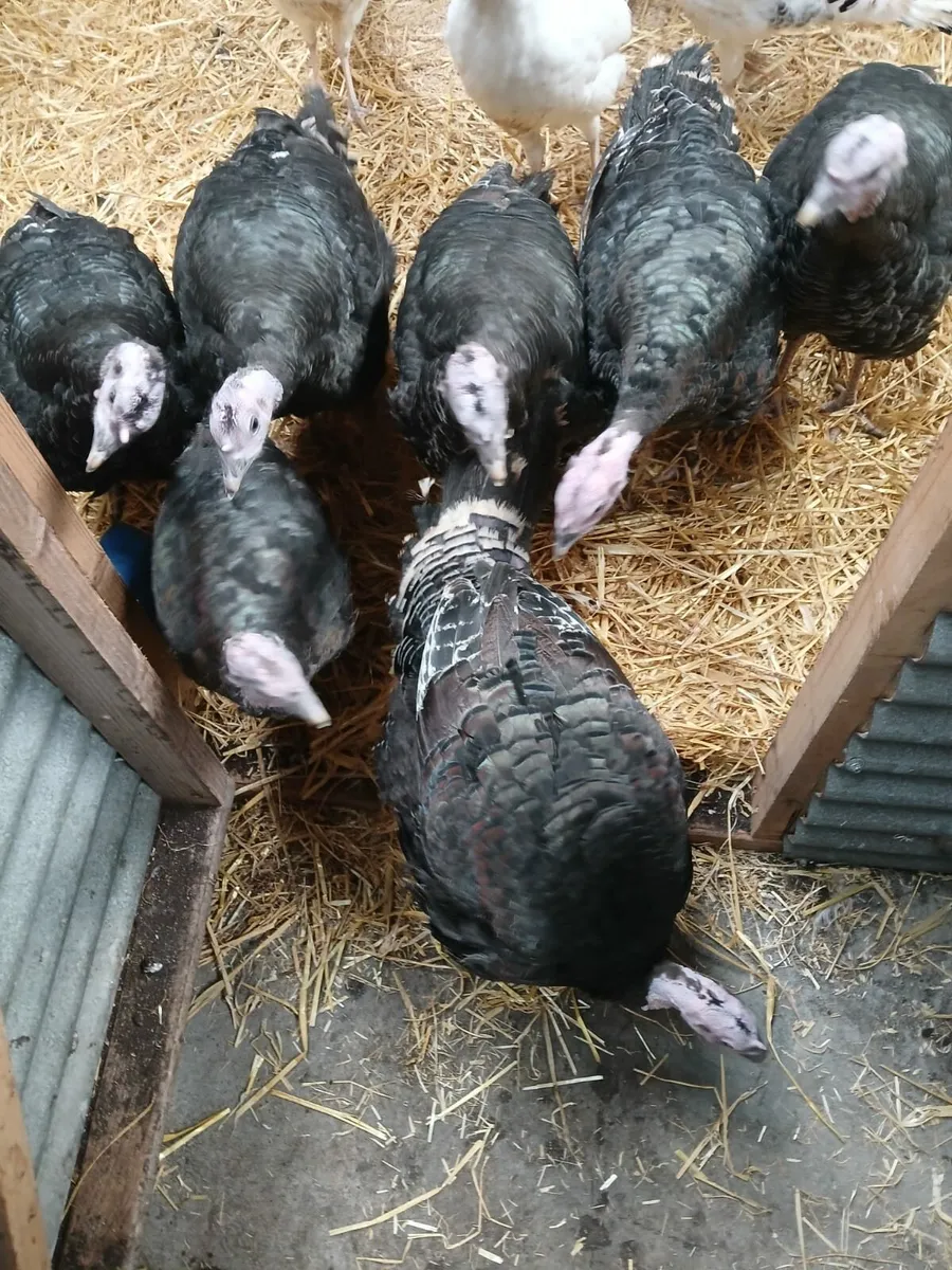 Turkeys - Image 1
