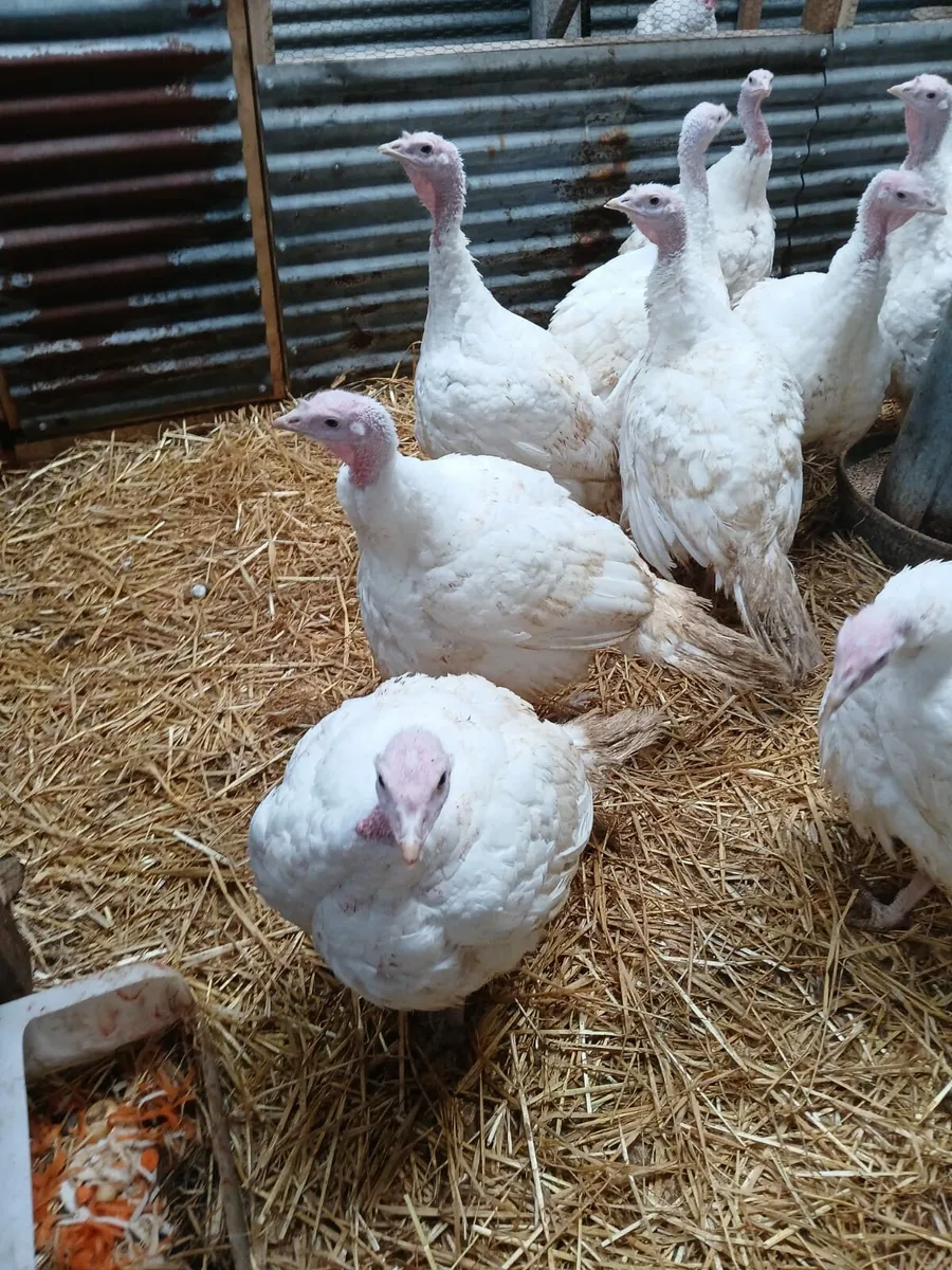 Turkeys - Image 2