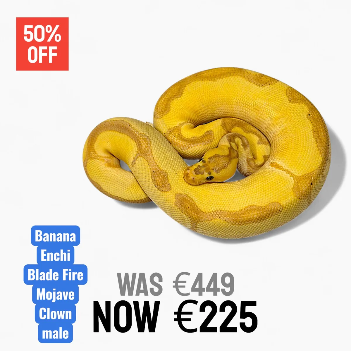 Royal Pythons / Ball Pythons - Image 1