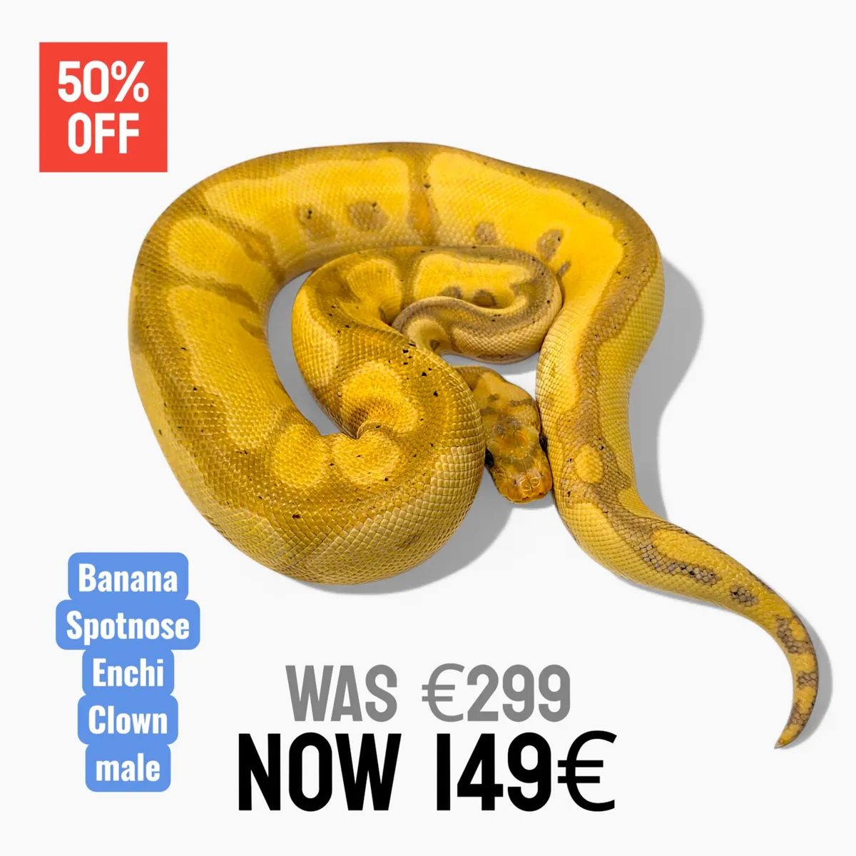 Royal Pythons / Ball Pythons - Image 2