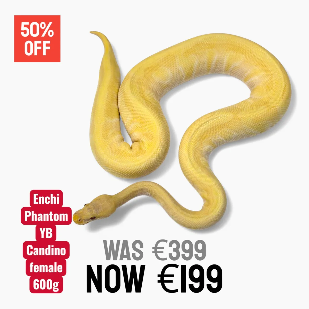 Royal Pythons / Ball Pythons - Image 4