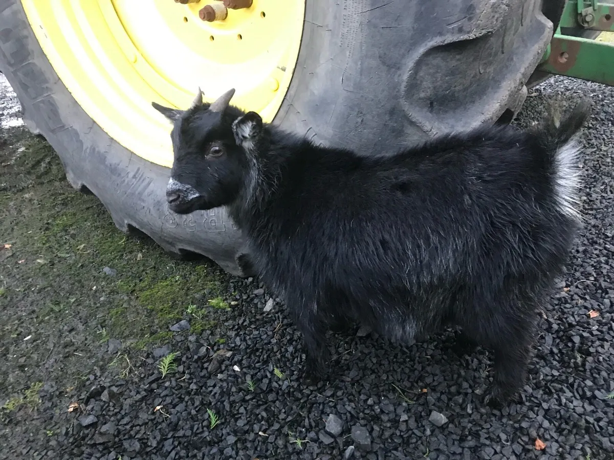 Pedigree Pygmy goats 2 Female,in kid +buck - Image 3