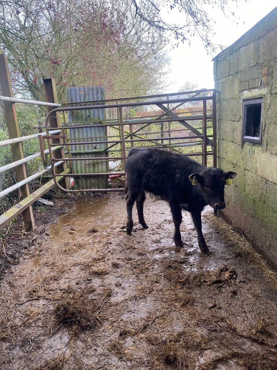 Smashing Heather - Image 2