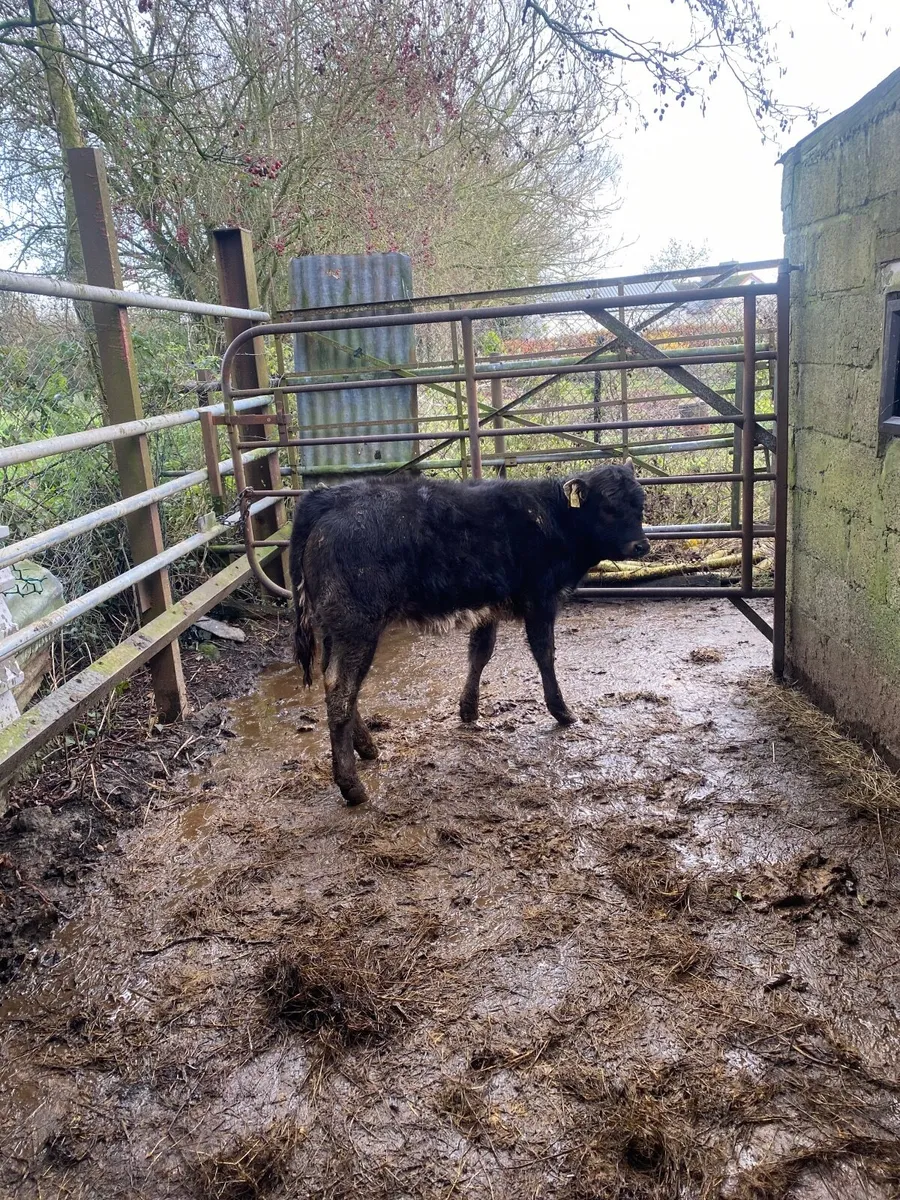 Smashing Heather - Image 3