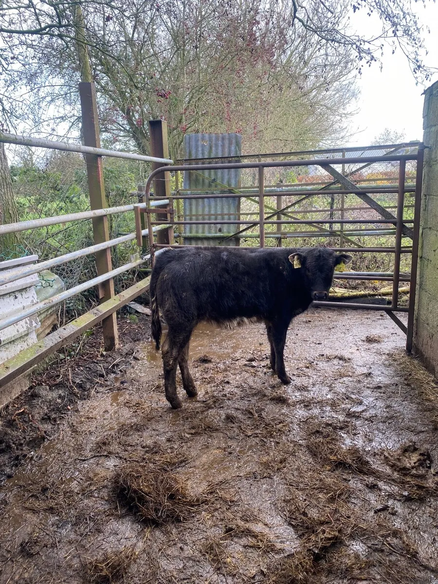 Smashing Heather - Image 4