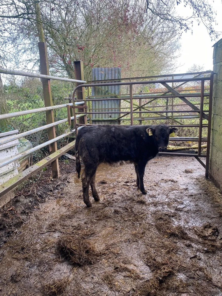 Smashing Heather - Image 1