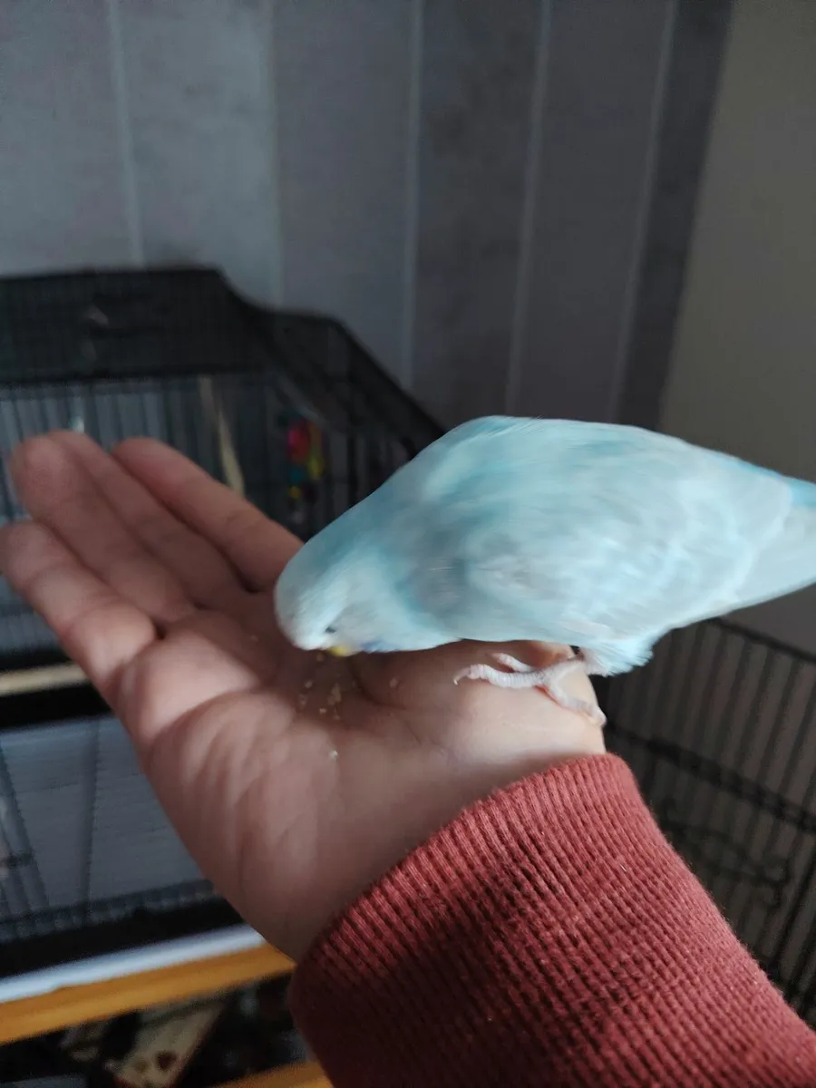 Budgie and cage - Image 2