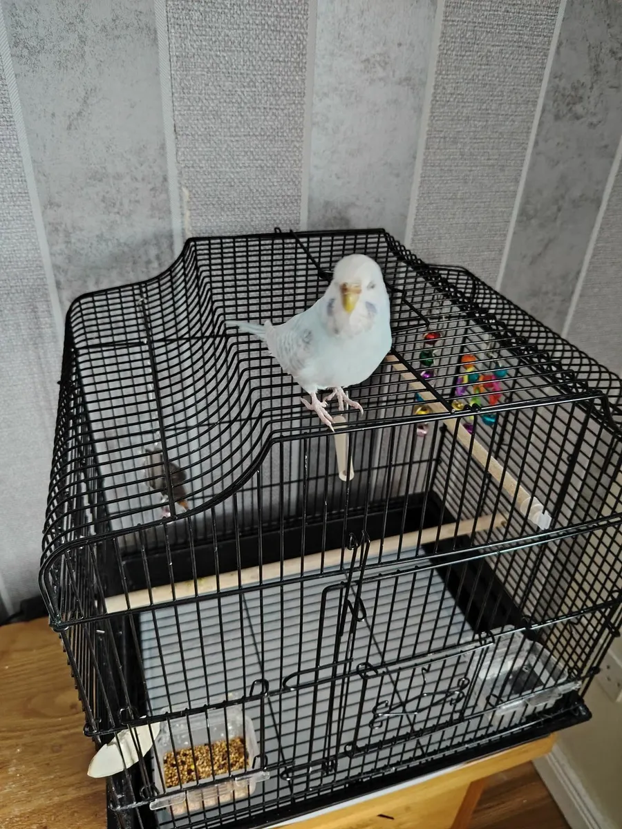 Budgie and cage - Image 3