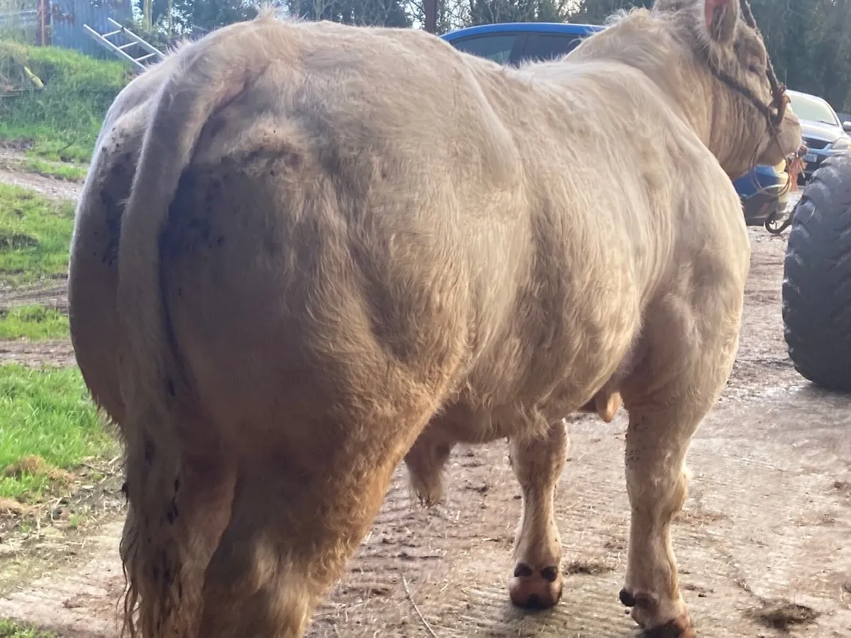 Super Pedigree Charolais bull - Image 2