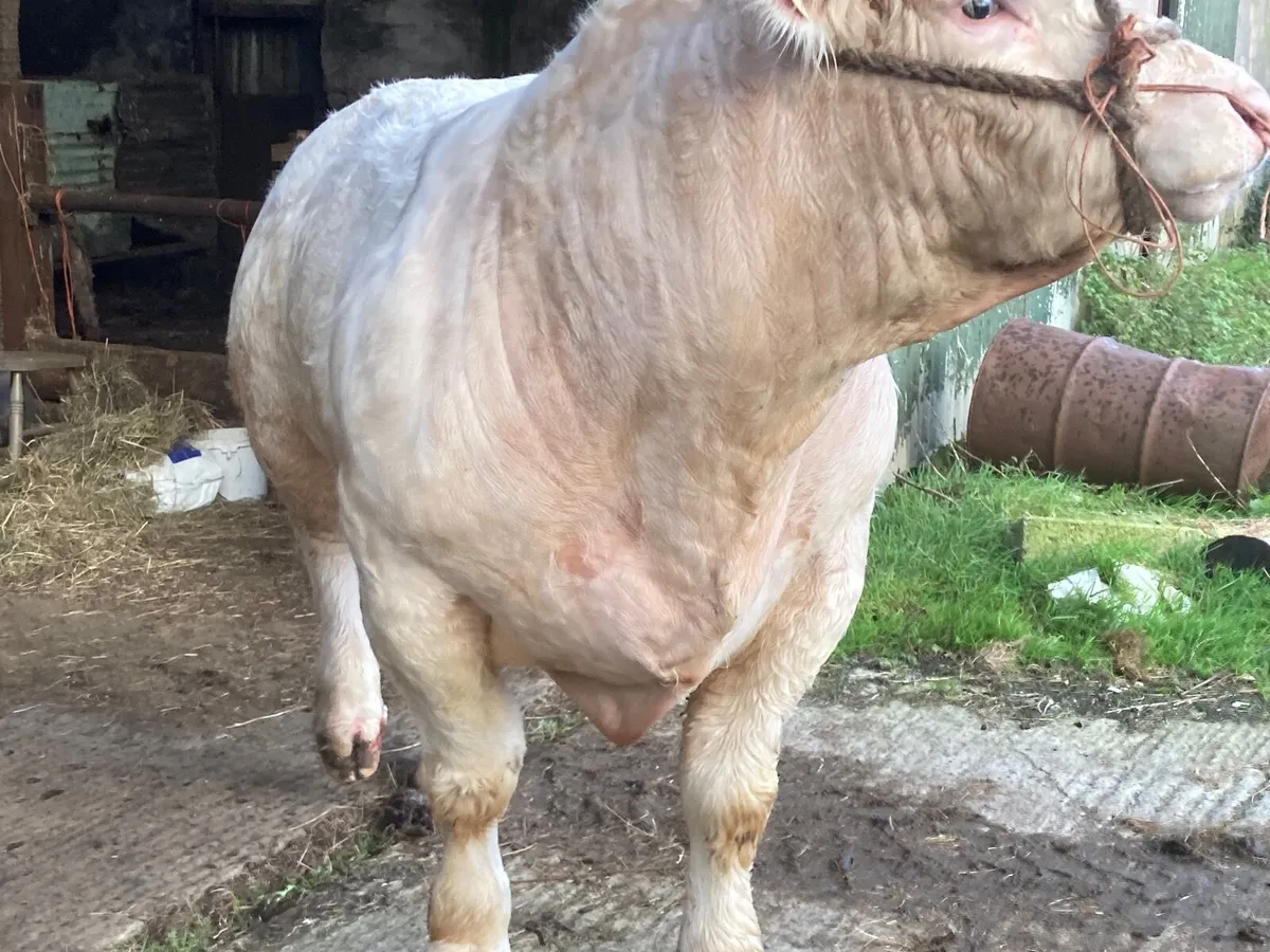 Super Pedigree Charolais bull - Image 3