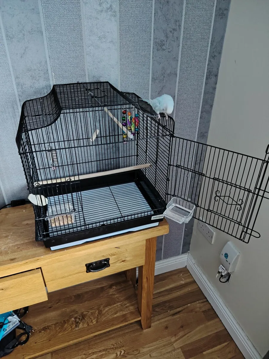 Budgie and cage - Image 4