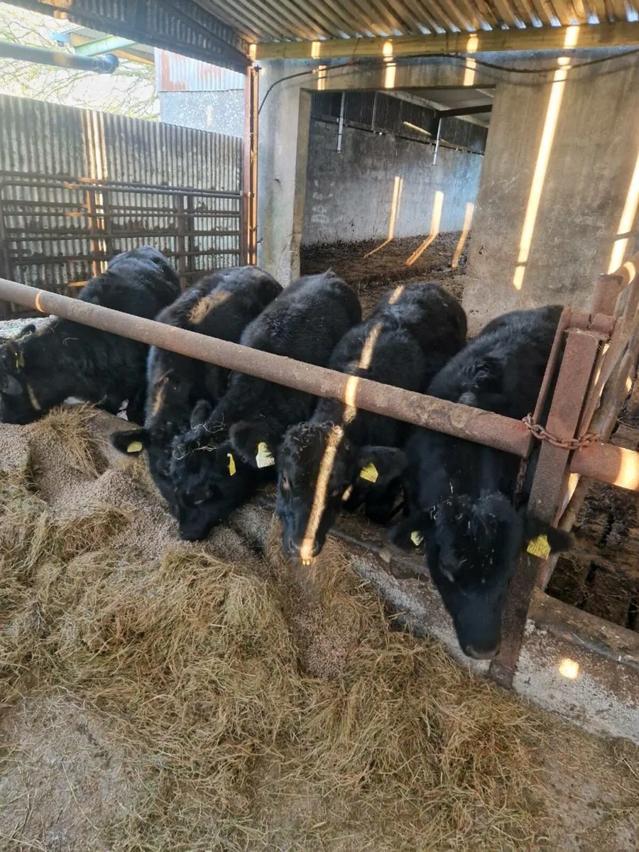 AA HEIFERS - Image 1